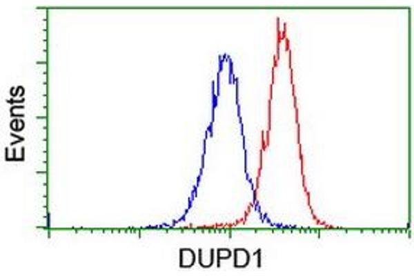 DUPD1 anticorps