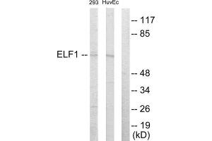 Western Blotting (WB) image for anti-E74-Like Factor 1 (Ets Domain Transcription Factor) (ELF1) (C-Term) antibody (ABIN1849318) (ELF1 anticorps  (C-Term))