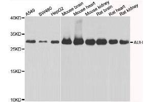 Western blot analysis of extracts of various cell lines, using AUH antibody. (AUH anticorps)