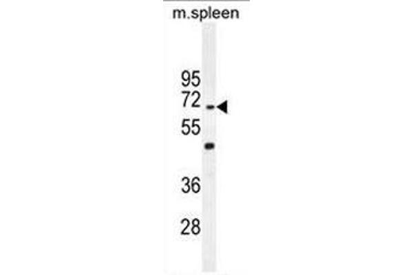 CCDC9 anticorps  (N-Term)