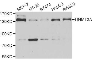 Western blot analysis of extracts of various cell lines, using DNMT3A antibody (ABIN5973891) at 1/1000 dilution. (DNMT3A anticorps)
