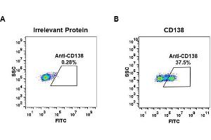 Expi 293 cell line transfected with irrelevant protein  (A) and human CD138  (B) were surface stained with Rabbit anti-CD138 monoclonal antibody 1 μg/mL (clone: DM45) followed by Alexa 488-conjugated anti-rabbit IgG secondary antibody. (Recombinant Syndecan 1 anticorps  (AA 23-254))