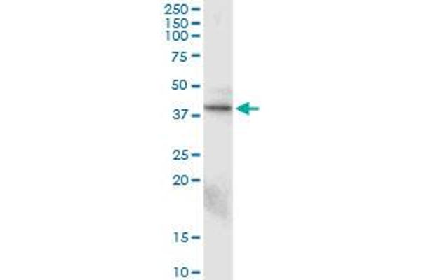 CTGF anticorps  (AA 31-251)