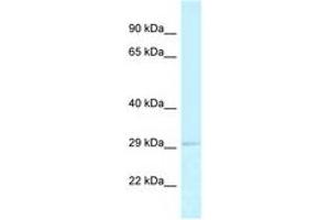 Image no. 1 for anti-Replication Protein A2, 32kDa (RPA2) (AA 28-77) antibody (ABIN6747783) (RPA2 anticorps  (AA 28-77))