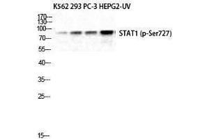 Western Blotting (WB) image for anti-Signal Transducer and Activator of Transcription 1, 91kDa (STAT1) (pSer727) antibody (ABIN3182720) (STAT1 anticorps  (pSer727))