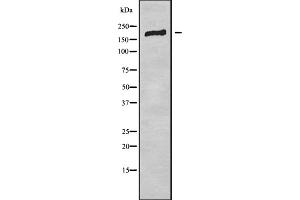 Western blot analysis of BAI2 using HepG2 whole cell lysates (BAI2 anticorps  (C-Term))