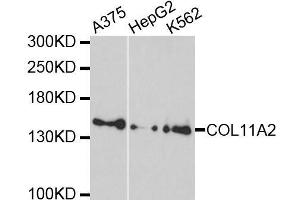 Western blot analysis of extracts of various cell lines, using COL11A2 antibody. (COL11A2 anticorps  (AA 210-380))