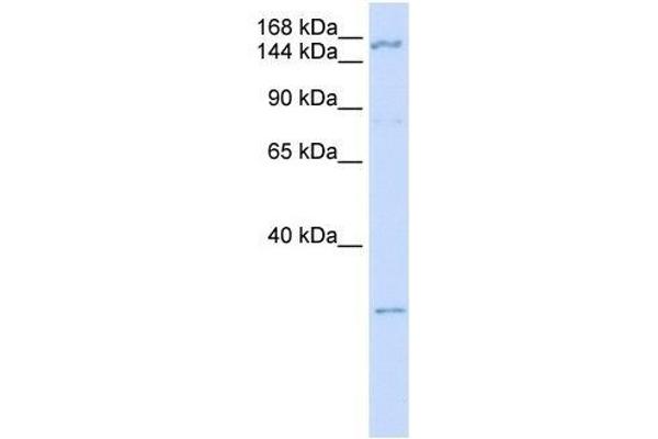 ZNF687 anticorps  (C-Term)