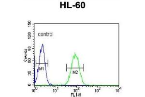 Flow Cytometry (FACS) image for anti-Nuclear Autoantigenic Sperm Protein (Histone-Binding) (NASP) antibody (ABIN3002165) (NASP anticorps)