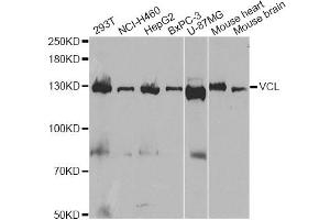Western blot analysis of extracts of various cell lines, using VCL antibody (ABIN1875315) at 1:1000 dilution. (Vinculin anticorps)