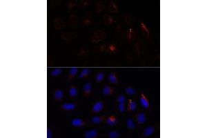 Immunofluorescence analysis of U-2 OS cells using CHP1 antibody (ABIN7266008) at dilution of 1:100. (CHP anticorps  (AA 1-195))