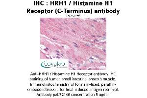 Image no. 1 for anti-Histamine Receptor H1 (HRH1) (C-Term) antibody (ABIN1735571) (HRH1 anticorps  (C-Term))