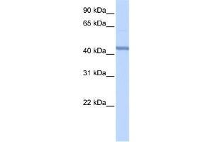 RBM22 antibody used at 1 ug/ml to detect target protein. (RBM22 anticorps  (Middle Region))