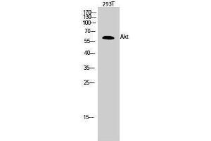 Western Blotting (WB) image for anti-V-Akt Murine Thymoma Viral Oncogene Homolog 1 (AKT1) (Ser13) antibody (ABIN3173738) (AKT1 anticorps  (Ser13))