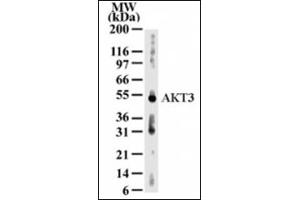 Western Blotting (WB) image for anti-V-Akt Murine Thymoma Viral Oncogene Homolog 3 (Protein Kinase B, Gamma) (AKT3) (AA 119-136) antibody (ABIN302246) (AKT3 anticorps  (AA 119-136))