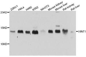 Western blot analysis of extracts of various cell lines, using HINT1 antibody. (HINT1 anticorps  (AA 1-126))