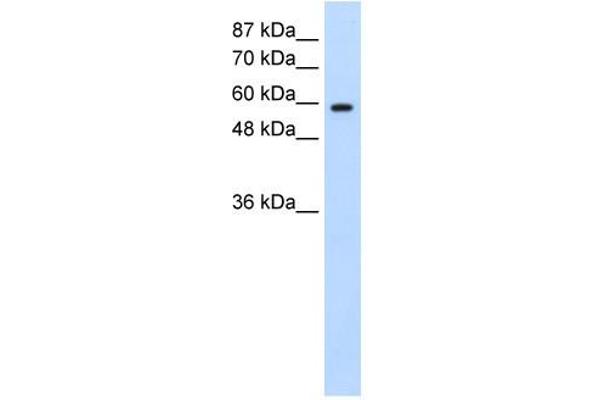 DAZ2 anticorps  (N-Term)