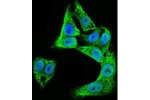 Immunofluorescence (IF) image for anti-Doublecortin (DCX) (AA 362-411) antibody (ABIN969513)