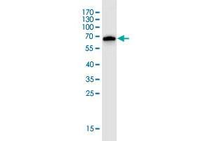 Western Blot detection against Immunogen (68. (AGO2 anticorps  (AA 1-377))