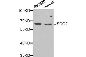 Western blot analysis of extracts of various cell lines, using SCG2 antibody. (SCG2 anticorps)