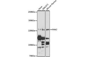 Western blot analysis of extracts of various cell lines, using PAN2 antibody (ABIN6293679) at 1:1000 dilution. (PAN2 anticorps)