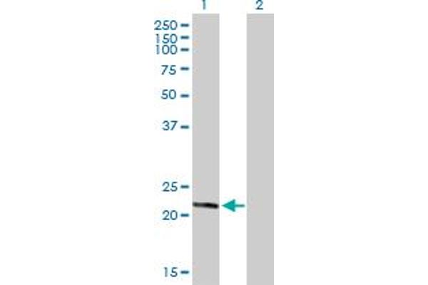 FERD3L anticorps  (AA 1-167)