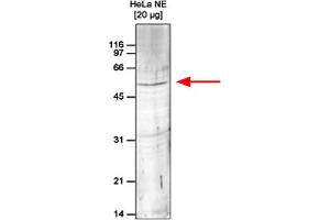 Western Blot of anti-Set9 antibody Western Blot results of Rabbit anti-Set9 antibody. (SETD7 anticorps)