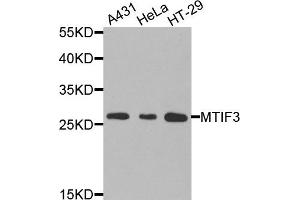 Western blot analysis of extracts of various cells, using MTIF3 antibody. (MTIF3 anticorps)