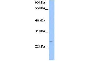 PTTG2 antibody used at 0. (PTTG2 anticorps  (Middle Region))