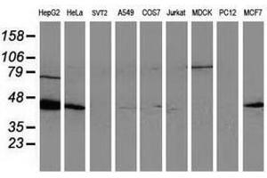Image no. 3 for anti-ADP-Ribosylation Factor GTPase Activating Protein 1 (ARFGAP1) antibody (ABIN1496680) (ARFGAP1 anticorps)