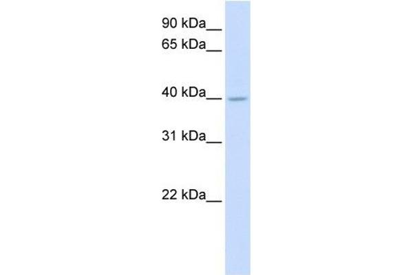 SRD5A3 anticorps  (N-Term)