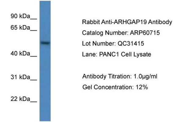 ARHGAP19 anticorps  (C-Term)