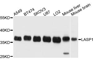 Western blot analysis of extracts of various cell lines, using LASP1 antibody (ABIN1873516) at 1:1000 dilution. (LASP1 anticorps)