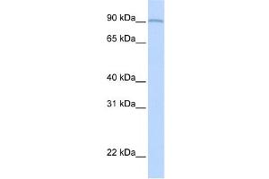 Western Blotting (WB) image for anti-Amine Oxidase, Copper Containing 2 (Retina-Specific) (AOC2) antibody (ABIN2458914) (AOC2 anticorps)