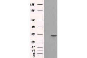 HEK293T cells were transfected with the pCMV6-ENTRY control (Left lane) or pCMV6-ENTRY SRR (Right lane) cDNA for 48 hrs and lysed. (SRR anticorps)