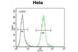 Flow Cytometry (FACS) image for anti-Low Density Lipoprotein Receptor Class A Domain Containing 2 (LDLRAD2) antibody (ABIN2996839) (LDLRAD2 anticorps)