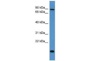 WB Suggested Anti-App Antibody Titration: 0. (APP anticorps  (C-Term))