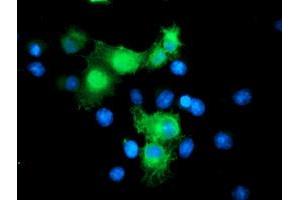 Anti-SMS mouse monoclonal antibody (ABIN2454723) immunofluorescent staining of COS7 cells transiently transfected by pCMV6-ENTRY SMS (RC200619). (SMS anticorps)