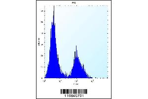 Flow cytometric analysis of 293 cells (right histogram) compared to a negative control cell (left histogram). (Claudin 2 anticorps  (C-Term))