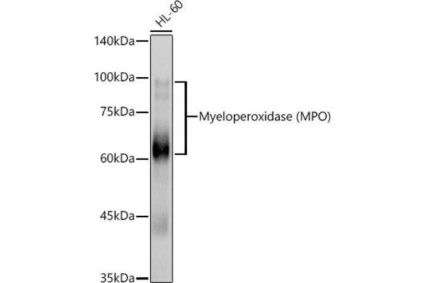 Myeloperoxidase anticorps  (AA 50-310)