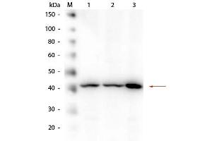 Western Blotting (WB) image for anti-Amyloid beta (Abeta) (N-Term) antibody (ABIN95037)