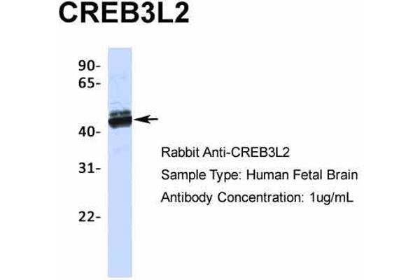 CREB3L2 anticorps  (N-Term)