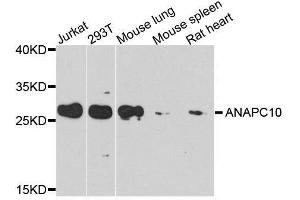 Western blot analysis of extracts of various cell lines, using ANAPC10 antibody. (ANAPC10 anticorps  (AA 1-185))