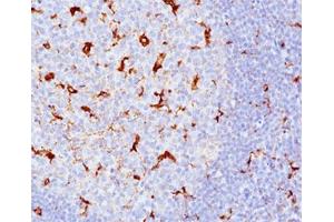 IHC testing of human tonsil (10X) stained with CD68 antibody cocktail (KP1 + C68/684). (CD68 anticorps)