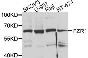 Western blot analysis of extracts of various cell lines, using FZR1 antibody (ABIN5973232) at 1/1000 dilution. (FZR1 anticorps)