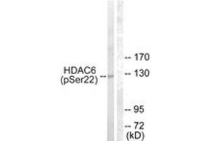 Western blot analysis of extracts from NIH-3T3 cells treated with Anisomycin 25ug/ml 30', using HDAC6 (Phospho-Ser22) Antibody. (HDAC6 anticorps  (pSer22))