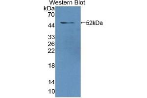Detection of Recombinant LMNA, Human using Polyclonal Antibody to Lamin A/C (LMNA) (Lamin A/C anticorps  (AA 1-422))