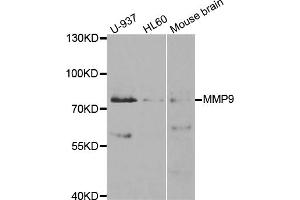 Western blot analysis of extracts of various cell lines, using MMP9 antibody (ABIN5971121) at 1/1000 dilution. (MMP 9 anticorps)