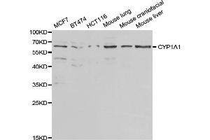 Western blot analysis of extracts of various cell lines, using CYP1A1 antibody. (CYP1A1 anticorps)