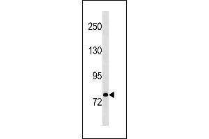 STAT3 Antibody (N-term) (ABIN1881849 and ABIN2843250) western blot analysis in A549 cell line lysates (35 μg/lane). (STAT3 anticorps  (N-Term))